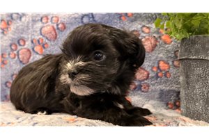 Manson - Shorkie for sale