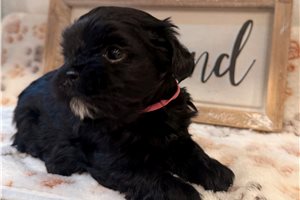 Allison - Shorkie for sale