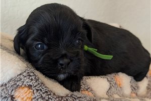 Arthur - Shorkie for sale