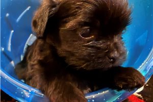 Maia - Shorkie for sale