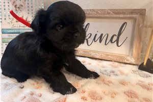Alea - Shorkie for sale