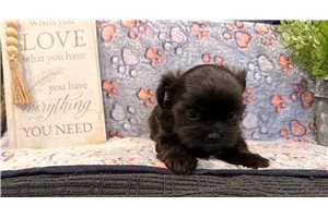 Maia - Shorkie for sale