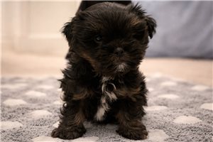 Archie - Shorkie for sale