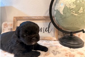 Arthur - Shorkie for sale