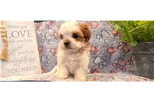 Magdalena - Shorkie for sale