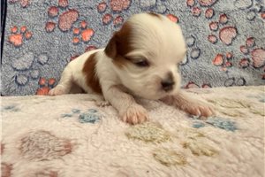 Magdalena - Shorkie for sale