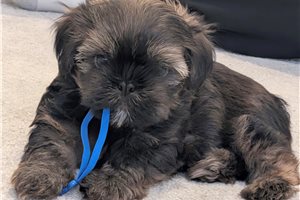 Atlas - Shorkie for sale