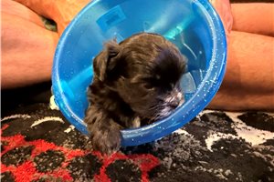 Manson - Shorkie for sale