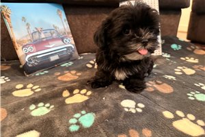 Manson - Shorkie for sale