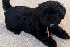 Allison - Shorkie for sale