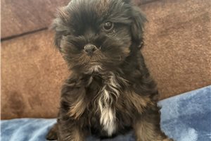 Archie - Shorkie for sale