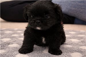 Arthur - Shorkie for sale