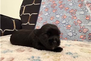 Maia - Shorkie for sale