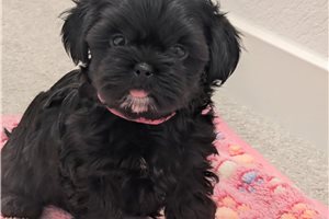 Allison - Shorkie for sale