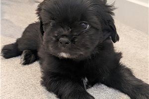 Arthur - Shorkie for sale