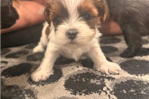 Maggie - Shorkie for sale