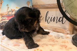 Archie - Shorkie for sale