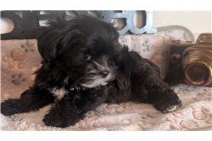 Manson - Shorkie for sale