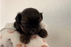 Atlas - puppy for sale