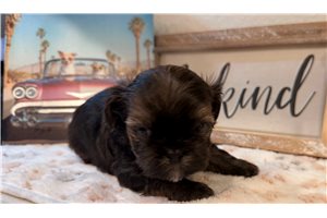 Atlas - Snorkie for sale