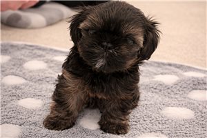 Atlas - Snorkie for sale
