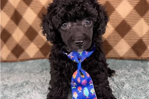Duke - Poodle, Toy for sale