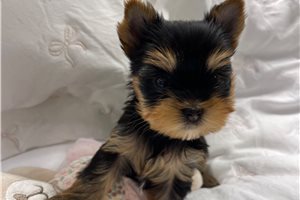 Lance - Yorkshire Terrier - Yorkie for sale