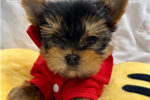 Lance - Yorkshire Terrier - Yorkie for sale