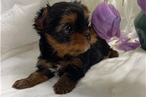 Lance - Yorkshire Terrier - Yorkie for sale