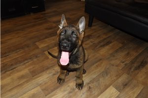 Bilbo - German Shepherd for sale