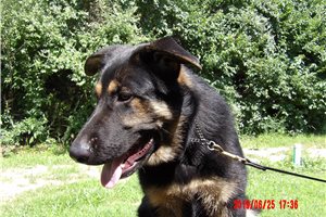Apollo - German Shepherd for sale