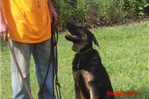 Apollo - German Shepherd for sale