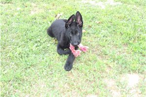 Basil - German Shepherd for sale
