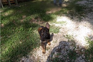 Breslin - puppy for sale