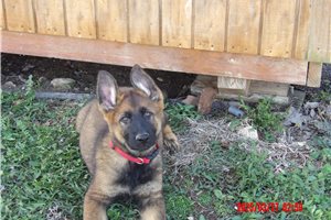Amos - German Shepherd for sale