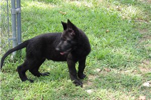 Basil - German Shepherd for sale