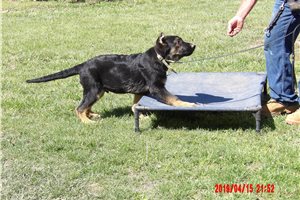Apollo - German Shepherd for sale