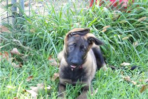 Bilbo - German Shepherd for sale