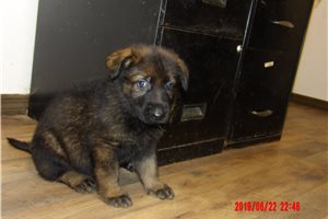Bilbo - puppy for sale