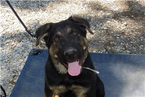 Apollo - German Shepherd for sale