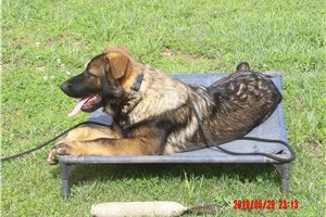 Amos - German Shepherd for sale
