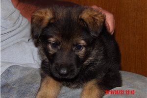 Breslin - puppy for sale