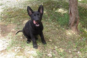 Juno - German Shepherd for sale