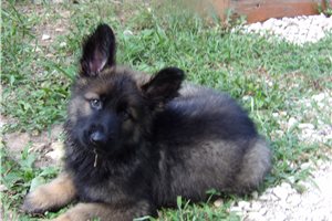 Journey - German Shepherd for sale