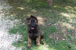 Bruno - German Shepherd for sale