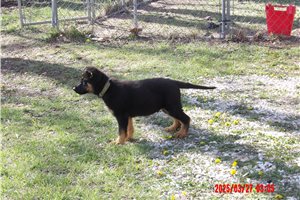 Apollo - German Shepherd for sale