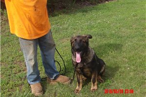 Amos - German Shepherd for sale