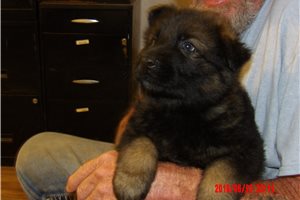 Bruno - German Shepherd for sale