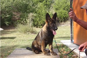 Bilbo, a German Shepherd placed with a Pawrade family