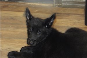 Juno - German Shepherd for sale